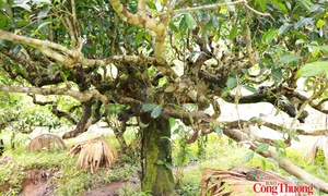 Vẻ đẹp vùng chè Shan tuyết giữa núi rừng Tuyên Quang