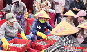 Quảng Ngãi: Ngư dân trúng cá cơm trái vụ, lãi hàng chục triệu đồng