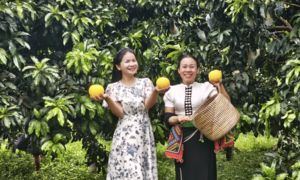Điện Biên: Vú sữa Hoàng Kim bén rễ đất Mường Ảng, mở hướng làm giàu