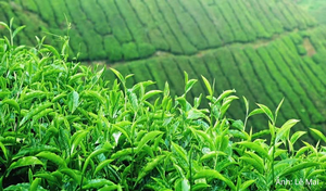 Xuất khẩu chè của Việt Nam tăng mạnh