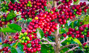 Sơn La tổ chức hội nghị kết nối giao thương cà phê Arabica 2026