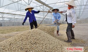 Sơn La chuẩn hóa vùng cà phê, mở rộng cơ hội từ EVFTA