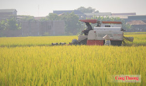 Chính phủ ban hành quy định mới về kinh doanh xuất, nhập khẩu gạo