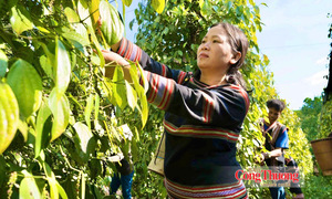 Giá tiêu hôm nay 26/9/2026: Cao nhất 140.000 đồng/kg