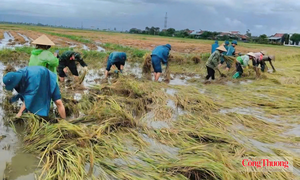Đắk Lắk: Hơn 1.000 ha lúa ngập úng, nông dân nỗ lực giảm thiệt hại
