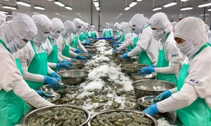 Kinh tế tuần hoàn mở thêm dư địa cho ngành tôm Việt Nam