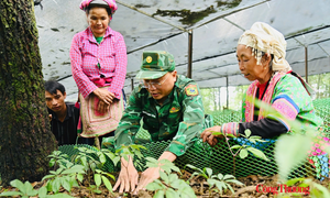 Điểm tựa sinh kế vùng biên - Bài 1: Từ câu chuyện 'lấy ngắn nuôi dài' trên đỉnh Ngài Thầu
