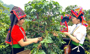 Sắp diễn ra Lễ hội cà phê Arabica Sơn La 2026