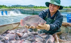 Xuất khẩu cá rô phi sang Brazil tăng mạnh, doanh nghiệp đối mặt thêm rào cản nào?