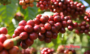Cà phê Việt Nam trước yêu cầu nâng tầm giá trị