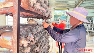 Quảng Ngãi: Cần một cú hích để phát triển kinh tế hợp tác xã