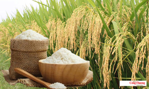 Giá lúa gạo hôm nay ngày 4/10, tuần qua: Lúa - gạo xuất khẩu biến động