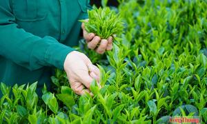 Chủ động đáp ứng chuẩn EU, mở rộng dư địa xuất khẩu nông sản nhờ EVFTA