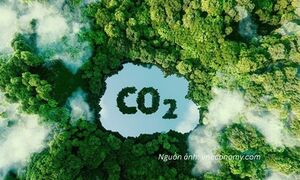 Tín chỉ carbon: Đừng chỉ nhìn vào giá bán