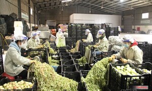 Sơn La đẩy mạnh phát triển thương mại, đưa nông sản vươn xa