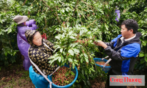 Mường Ảng: Nâng cao giá trị cà phê, tạo sinh kế bền vững cho người dân
