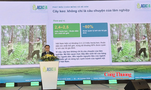 Cây keo và bài toán thoát khỏi vòng xoáy dăm gỗ