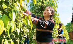 Giá tiêu hôm nay 9/10/2026: Tạm chững, cao nhất 139.000 đồng/kg