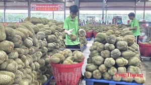 Cà phê, sầu riêng Đắk Lắk: Xuất khẩu tăng nhưng cần giải pháp đồng bộ
