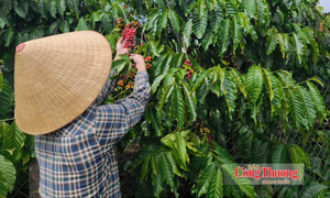 Giá cà phê hôm nay 15/10/2026: Ổn định từ 92.500 – 93.000 đồng/kg