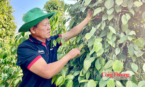Giá tiêu hôm nay 15/10/2026: Tăng nhẹ 500 đồng/kg