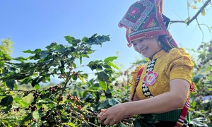 Arabica Sơn La hướng tới thương hiệu cà phê tiêu biểu ASEAN