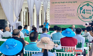 Mô hình lúa xanh tại Ninh Bình: Giảm chi phí, nâng giá trị hạt gạo