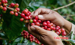 Giá cà phê hôm nay 17/10/2026: Đảo chiều giảm mạnh 1.500 đồng/kg