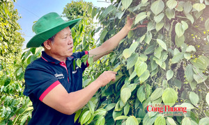 Giá tiêu hôm nay 18/10/2026: Tăng 500 – 1.000 đồng/kg trong tuần qua