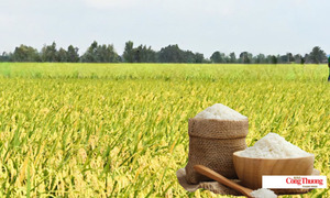 Giá lúa gạo hôm nay ngày 19/10/2026: Gạo nguyên liệu xuất khẩu giảm