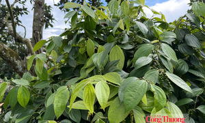 Giá tiêu hôm nay 20/10/2026: Đi ngang, cao nhất 140.500 đồng/kg