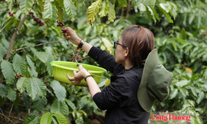 Giá cà phê hôm nay 21/10/2026: Đảo chiều, sụt giảm 2.000 đồng/kg