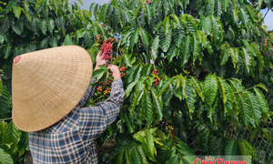 Giá cà phê hôm nay 22/10/2026: Tiếp tục giảm nhẹ 400 đồng/kg