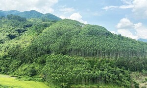 Xây dựng ngành lâm nghiệp đa giá trị, phát triển bền vững