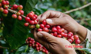 Giá cà phê hôm nay 23/10/2026: Nối đà giảm, dưới mốc 91.000 đồng/kg