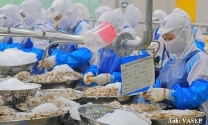 Xuất khẩu tôm chậm lại, doanh nghiệp đối mặt thách thức gì?