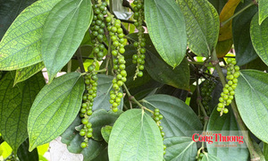 Giá tiêu hôm nay 26/10/2026: Ổn định ở mốc 137.000 – 140.000 đồng/kg