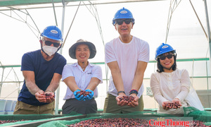 Giá cà phê hôm nay 27/10/2026: Đi ngang, dưới mốc 90.000 đồng/kg