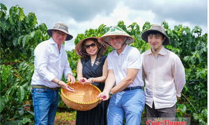 Điều gì đang thay đổi cách doanh nghiệp Việt nâng tầm cà phê Robusta?