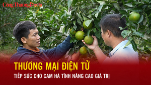 Thương mại điện tử tiếp sức cho cam Hà Tĩnh nâng cao giá trị
