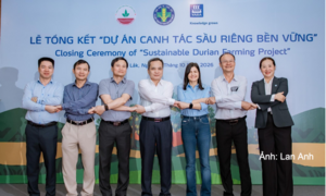  Canh tác sầu riêng bền vững, đáp ứng nhu cầu thị trường xuất khẩu