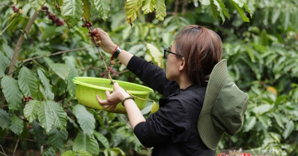 Giá cà phê hôm nay 12/8/2026: Giảm nhẹ 400 đồng/kg