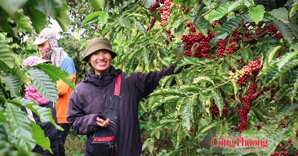 Giá cà phê hôm nay 16/10/2026: Tăng nhẹ 300 đồng/kg
