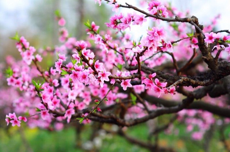 Bộ Nội vụ ban hành thông báo lịch nghỉ Tết chi tiết đối với công chức và người lao động. Ảnh minh họa