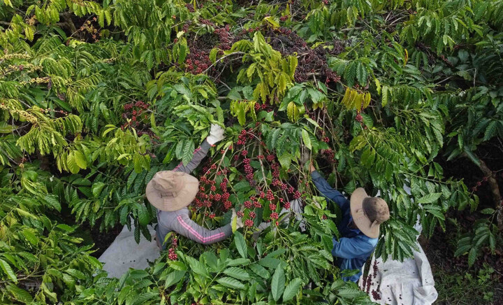 Doanh nghiệp Đắk Nông chủ động chuyển đổi số để nâng cao sức cạnh tranh