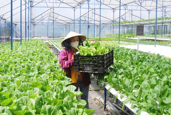 Lâm Đồng đề ra nhiều giải pháp để phát triển nông sản địa phương (Ảnh: Cổng Thông tin điện tử Lâm Đồng)