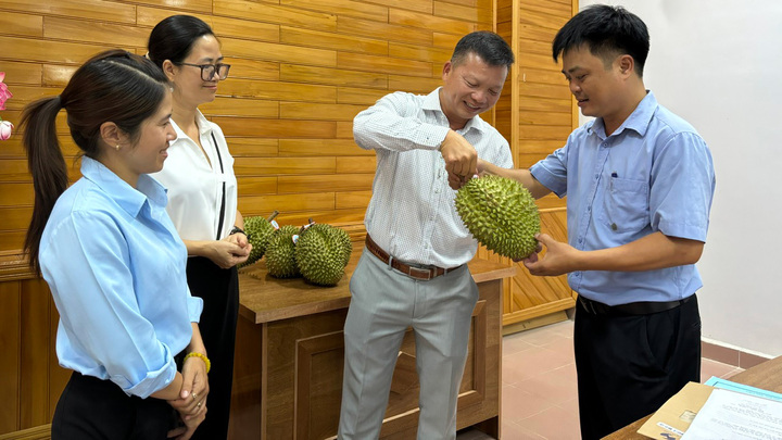 Sầu riêng Đam Rông là một trong những sản phẩm chủ lực của huyện (Ảnh: D.Quỳnh)