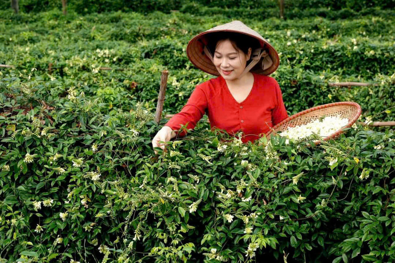 Sâm núi Dành là sản phẩm quý của đồng bào Tân Yên (Ảnh: Cổng Thông tin điện tử Bắc Giang)
