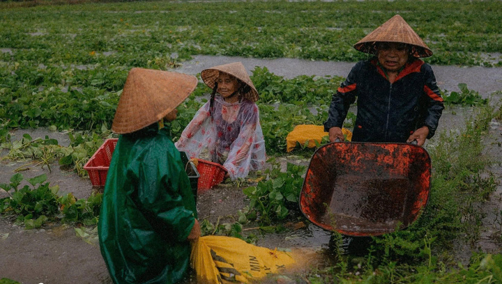 Người dân vùng rốn lũ tất bật thu hoạch chạy lũ. Ảnh: Nguyễn Dương