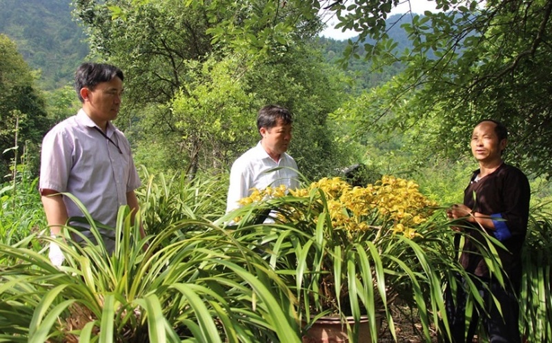 Mô hình trồng địa lan xen kẽ với nuôi ong của gia đình ông Giàng A Phềnh ở bản Dào Xa, xã Kim Nọi. Ảnh: Thanh Tiến
